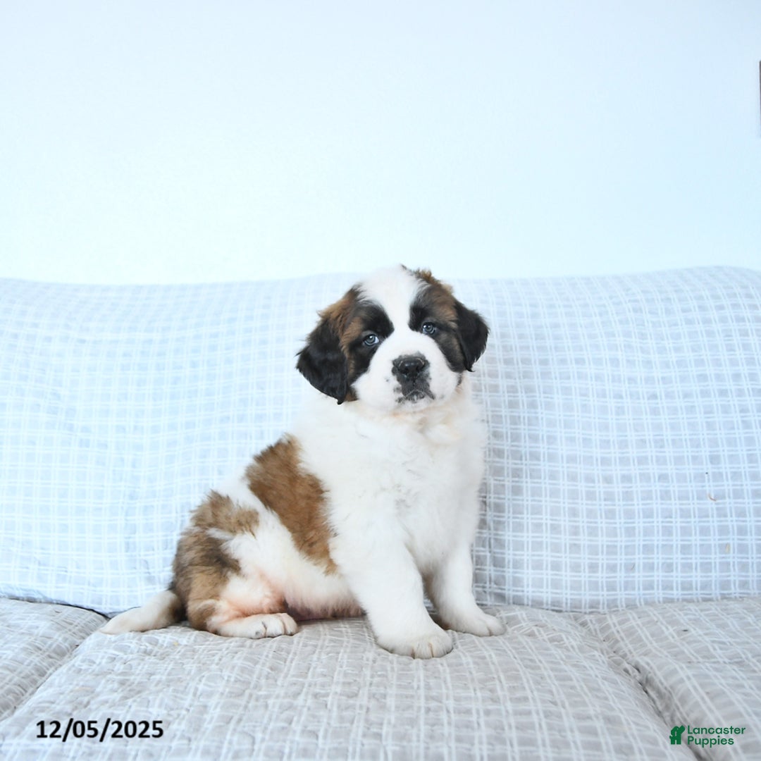 Saint Bernard dogs for sale: Santa   - Ad 2