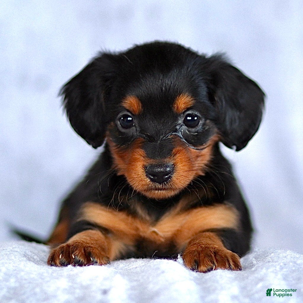 Dachshund dogs Kenzie - Ad 13
