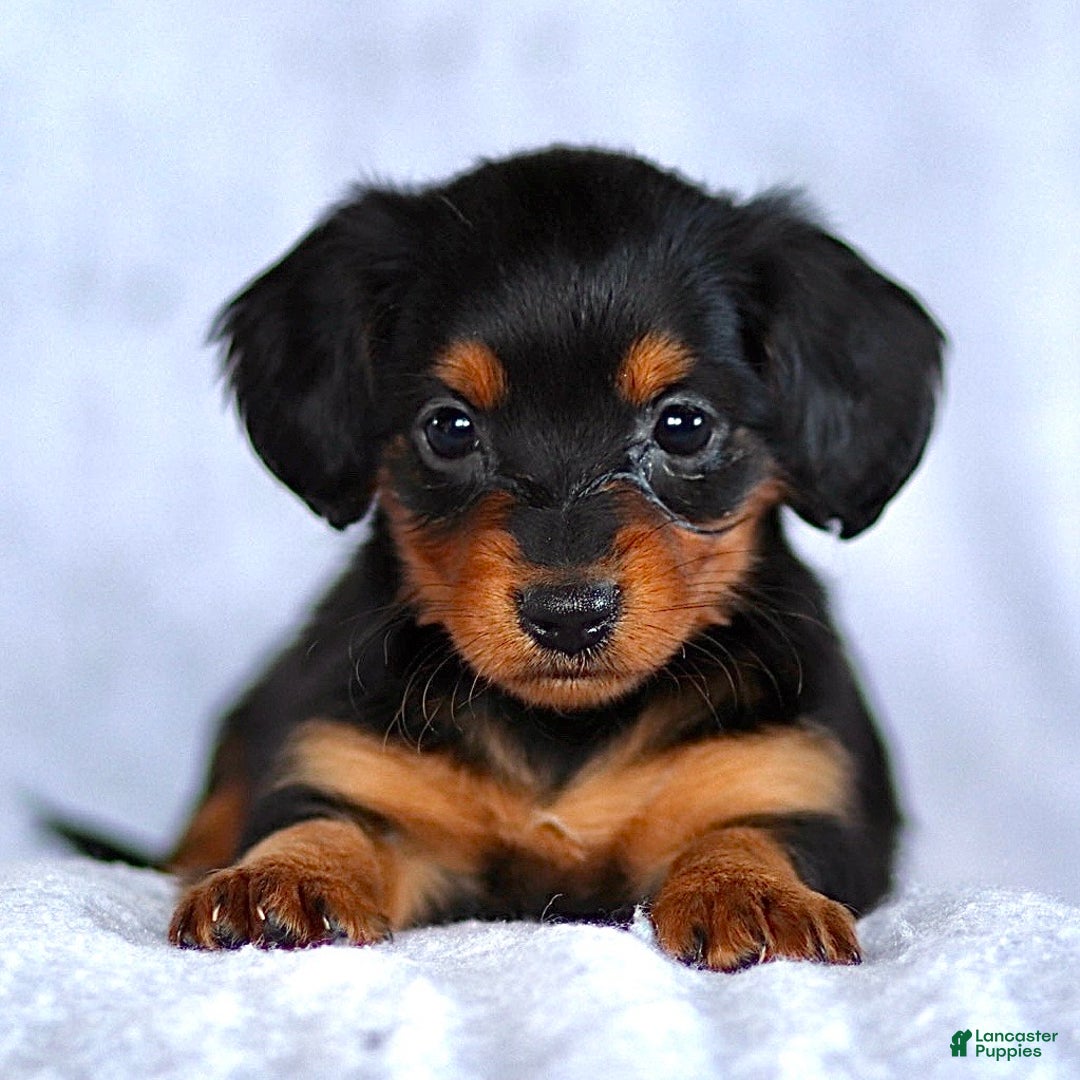 Dachshund dogs for sale: Kenzie - Ad 1