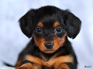 Dachshund dogs for sale: Kenzie - Ad 1
