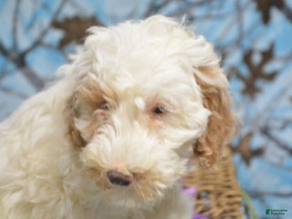Goldendoodle dogs Danny - Ad 41