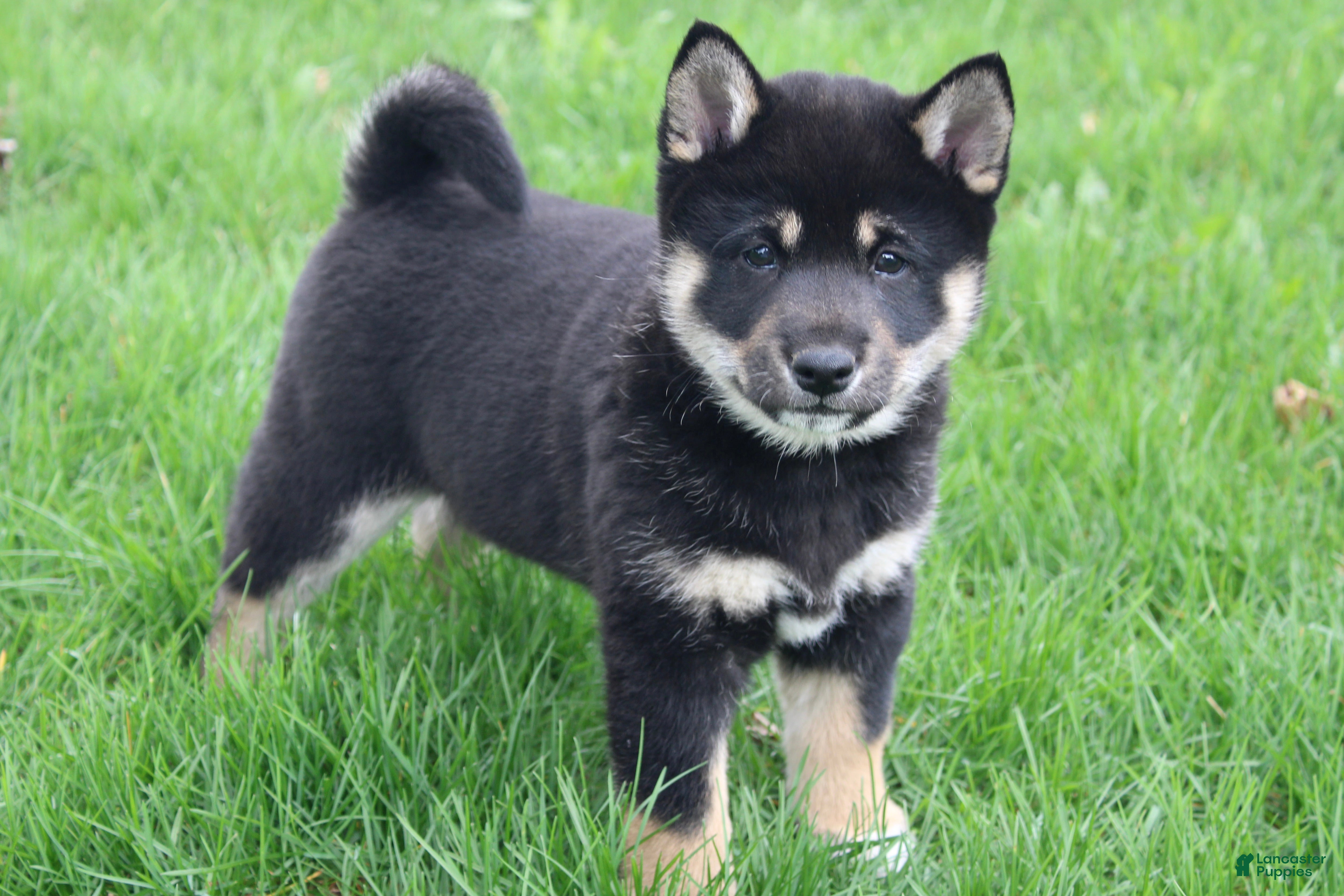 Shiba Inu dogs Tinker - Ad 35