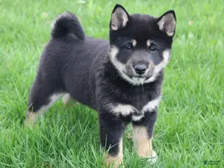 Shiba Inu dogs Tinker - Ad 41