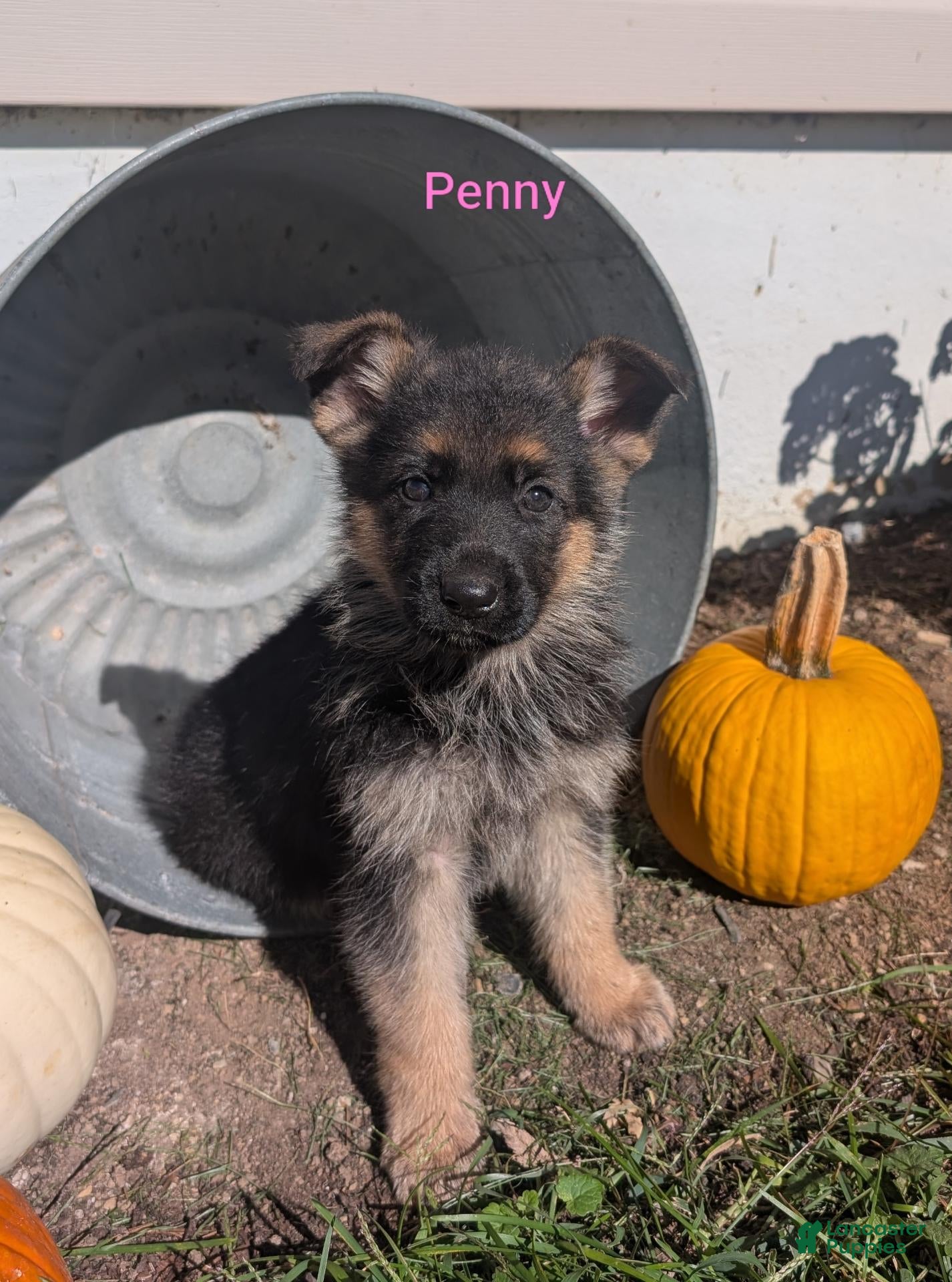 German Shepherd dogs for sale: Penny - Ad 38