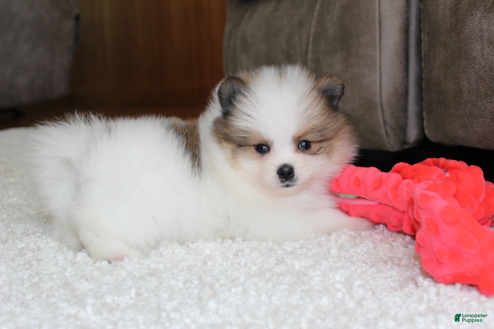 Pomeranian dogs Leonard - Ad 2