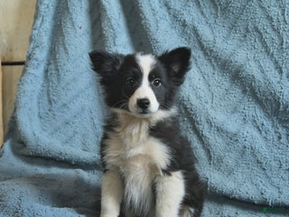 Mixed Breed dogs Lady - Ad 3