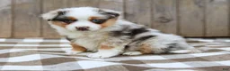 Australian Shepherd dogs for sale: Rover - Ad 4