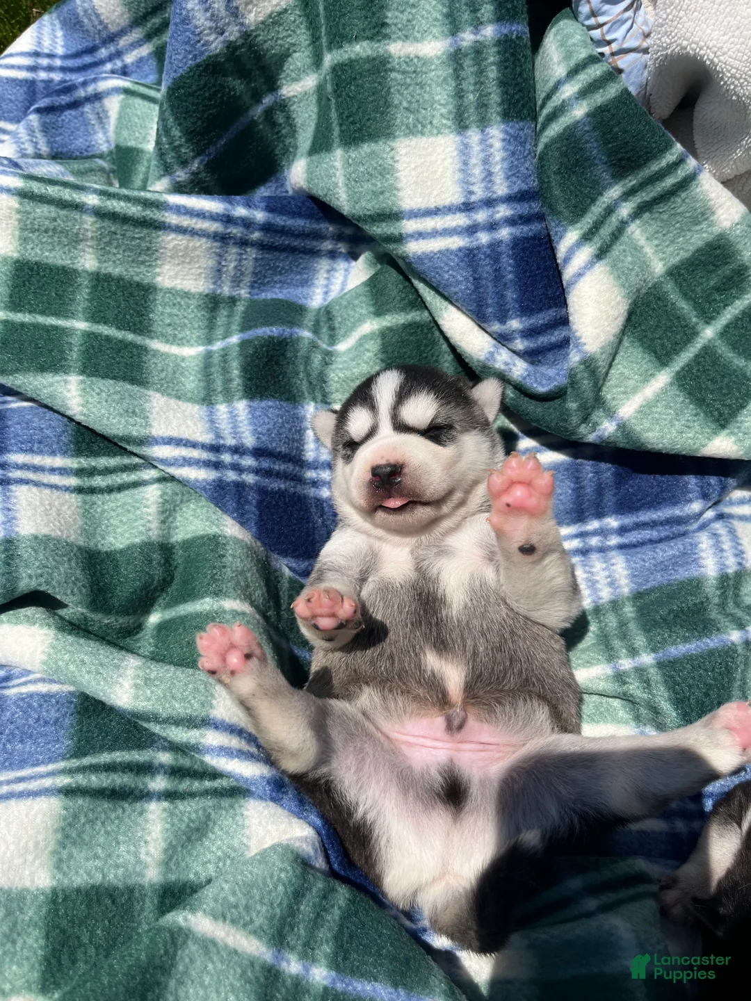 Alaskan Klee Kai dogs for sale: Alaskian ❤️ICA Reg❤️Call 610-273-9348 - Ad 2