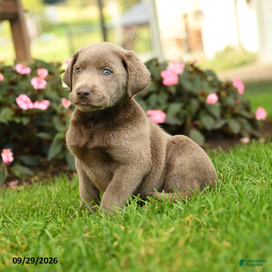 Labrador Retriever dogs Sugar - Ad 2