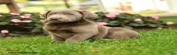 Labrador Retriever dogs for sale: Sugar - Ad 2