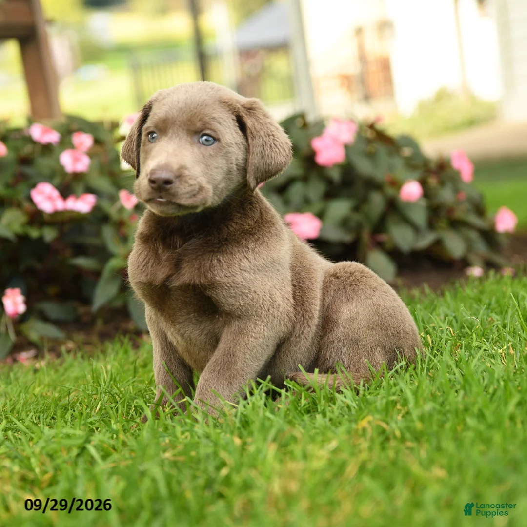 Labrador Retriever dogs for sale: Sugar - Ad 2