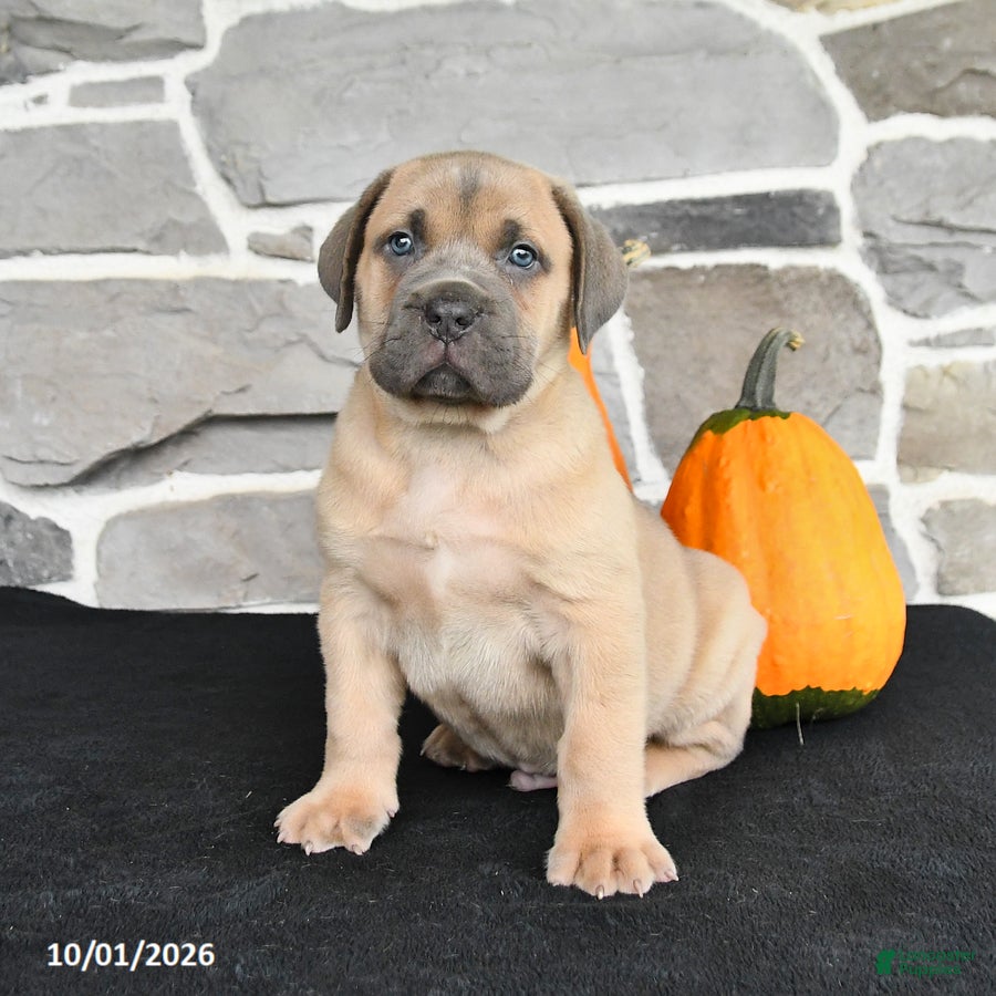 Mixed Breed dogs Skylar - Ad 1
