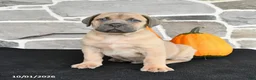 Mixed Breed dogs for sale: Skylar - Ad 1