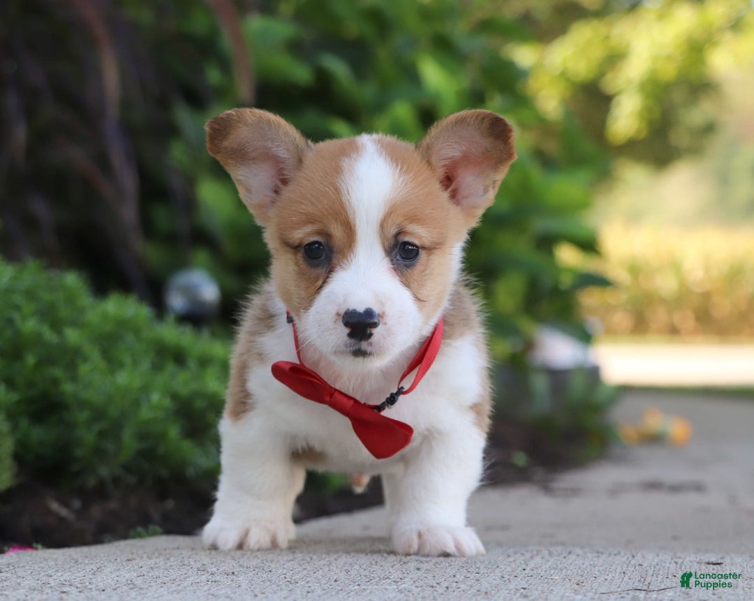 Gallery Image {{count}}