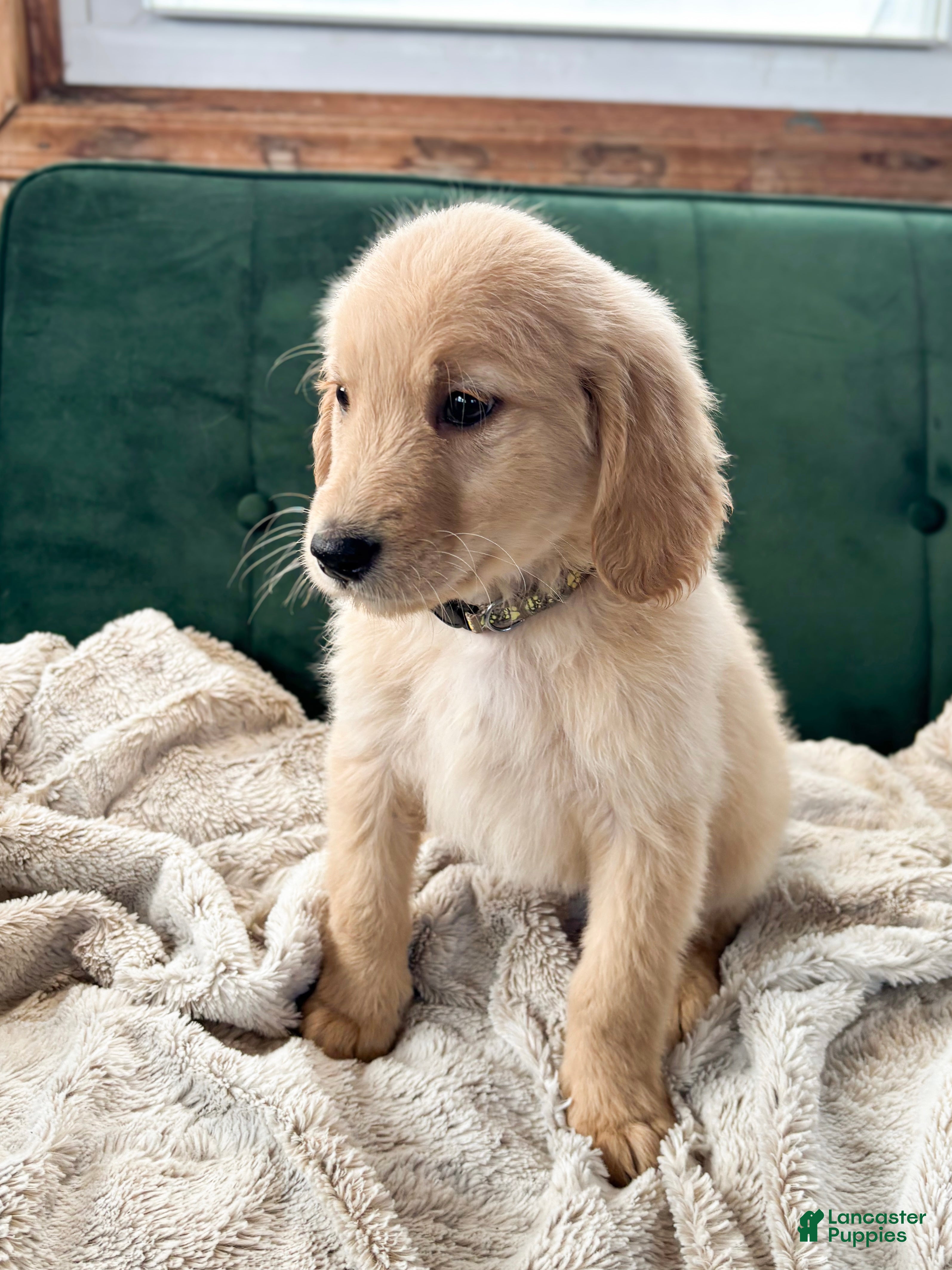 Goldendoodle dogs Cedar - Ad 39