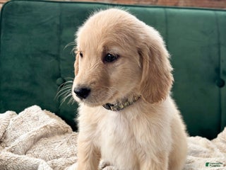 Goldendoodle dogs Cedar - Ad 21