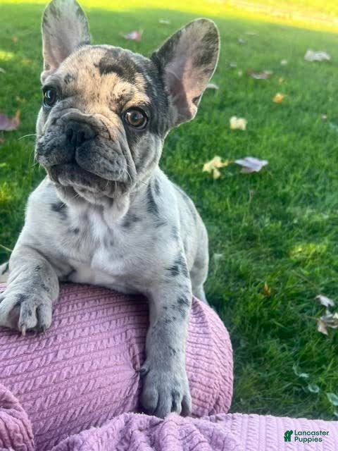 French Bulldog dogs for sale: Gunner French Bulldog  - Ad 2