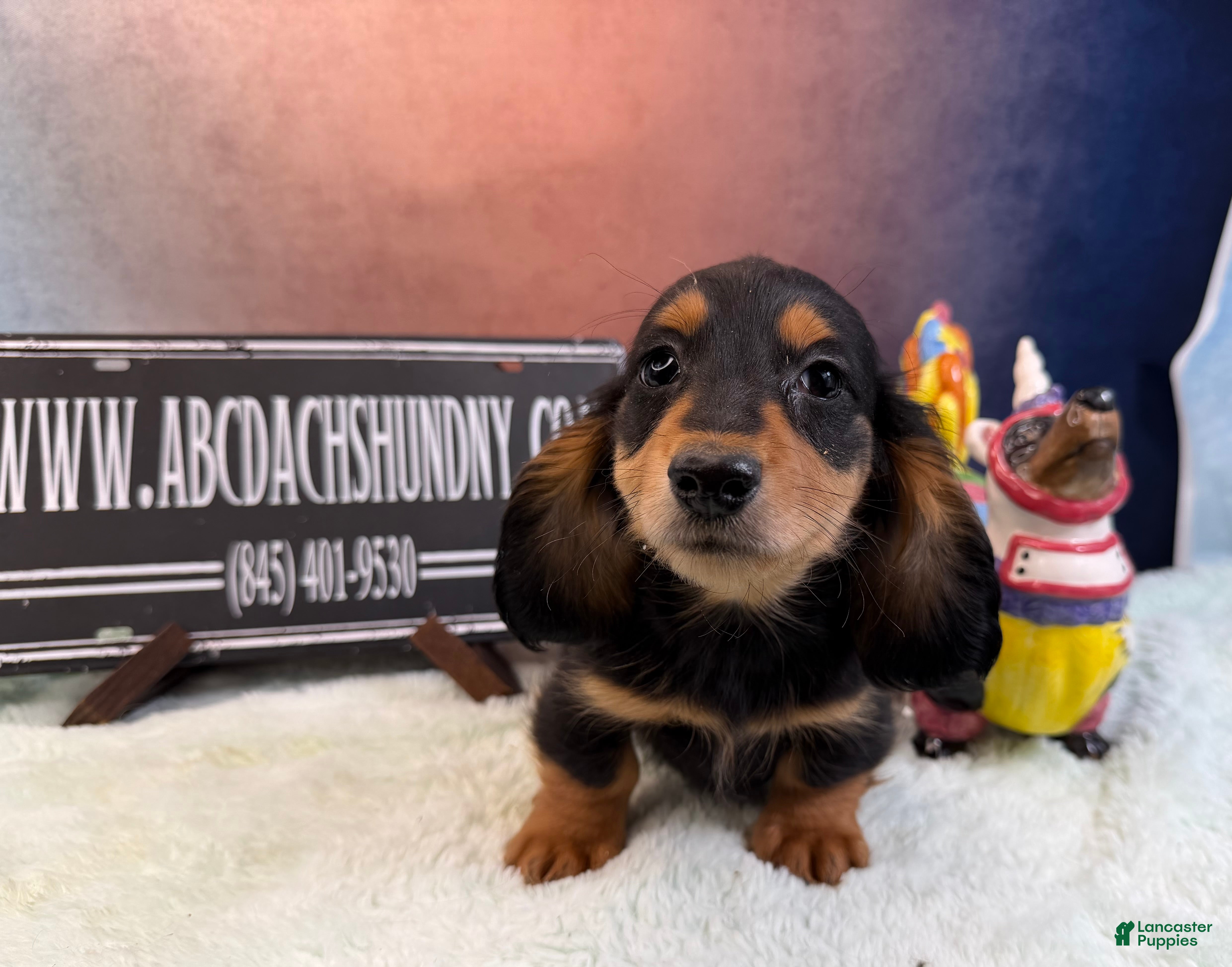 Miniature Dachshund dogs AKC Russian import - Ad 29