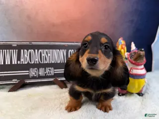 Miniature Dachshund dogs AKC Russian import - Ad 29