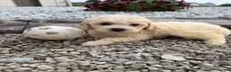 Miniature Poodle dogs for sale: Noel - Ad 4