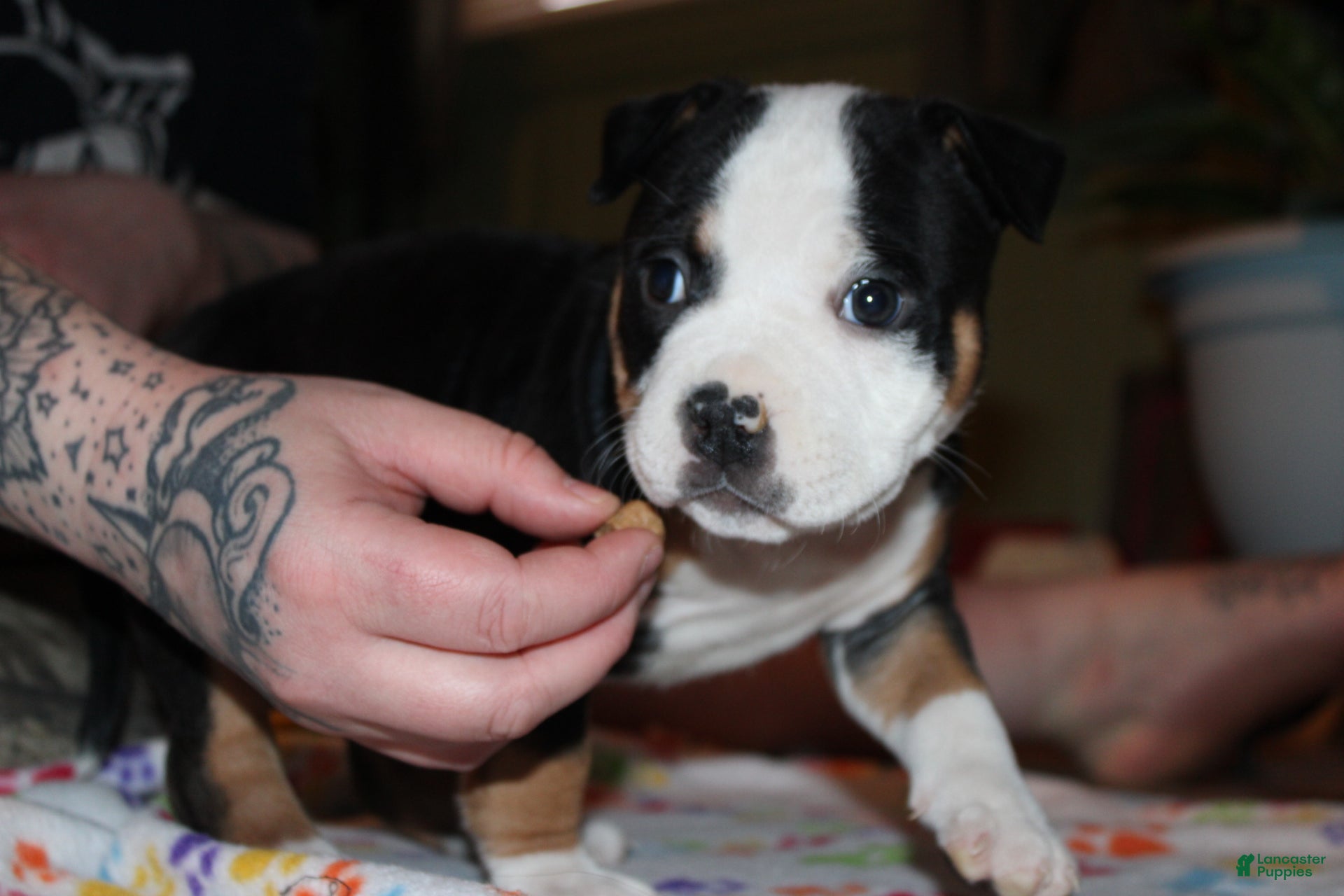 American Bully dogs Oreo - Ad 1