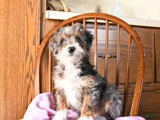 Mini Bernedoodle dogs Venus - Ad 37