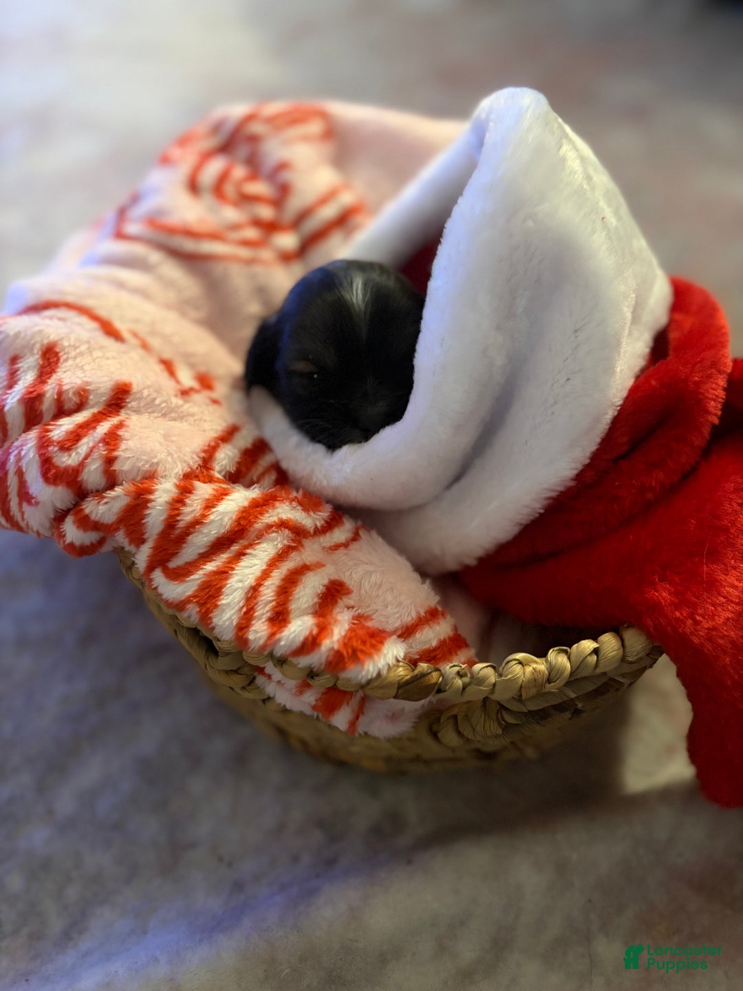 Chihuahua dogs for sale: Harold - Ad 9