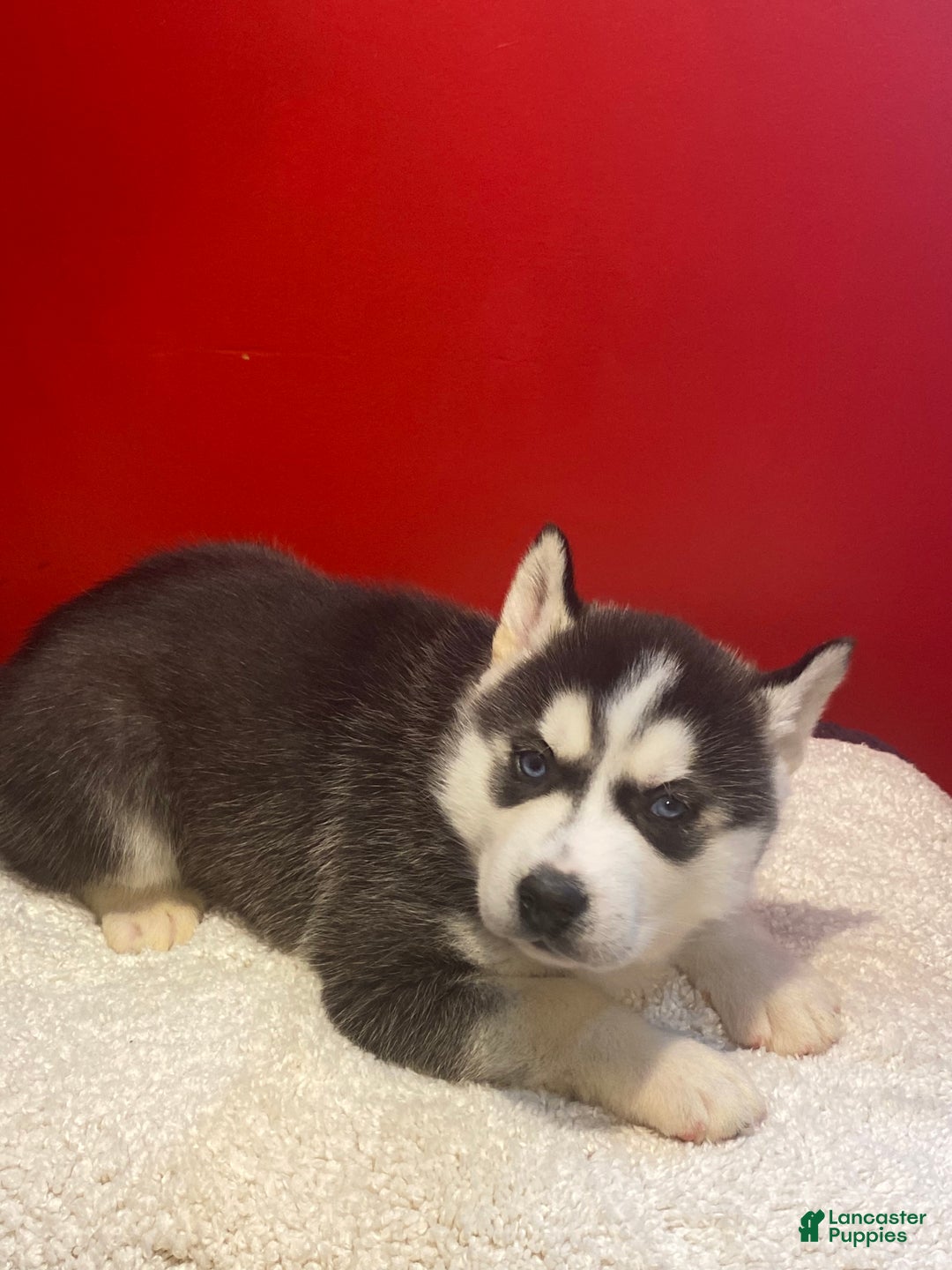 Siberian Husky dogs for sale: Oscar - Ad 2
