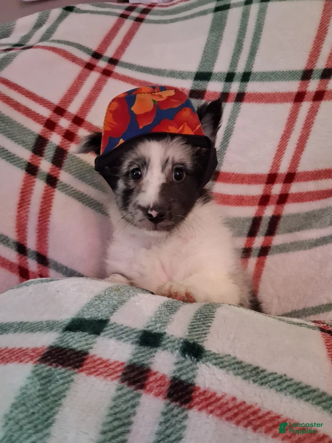 Shetland Sheepdog dogs for sale: Cassius - Ad 2