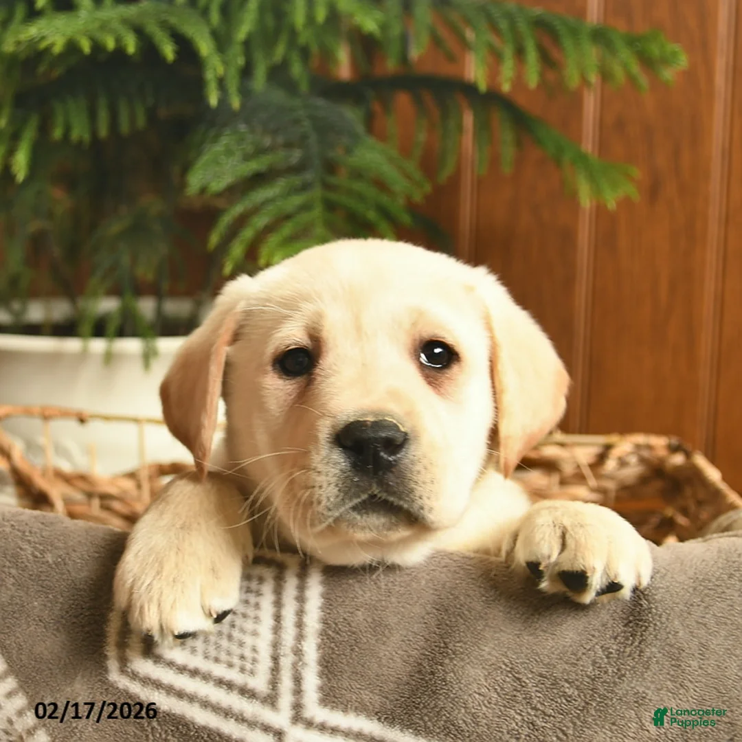 Labrador Retriever dogs for sale: Glitter  - Ad 5