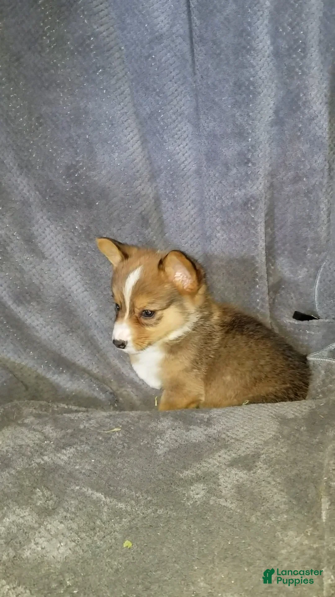 Mixed Breed dogs for sale: Archer - Ad 4