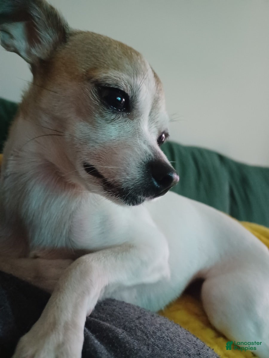 Mixed Breed dogs Kimba - Ad 2