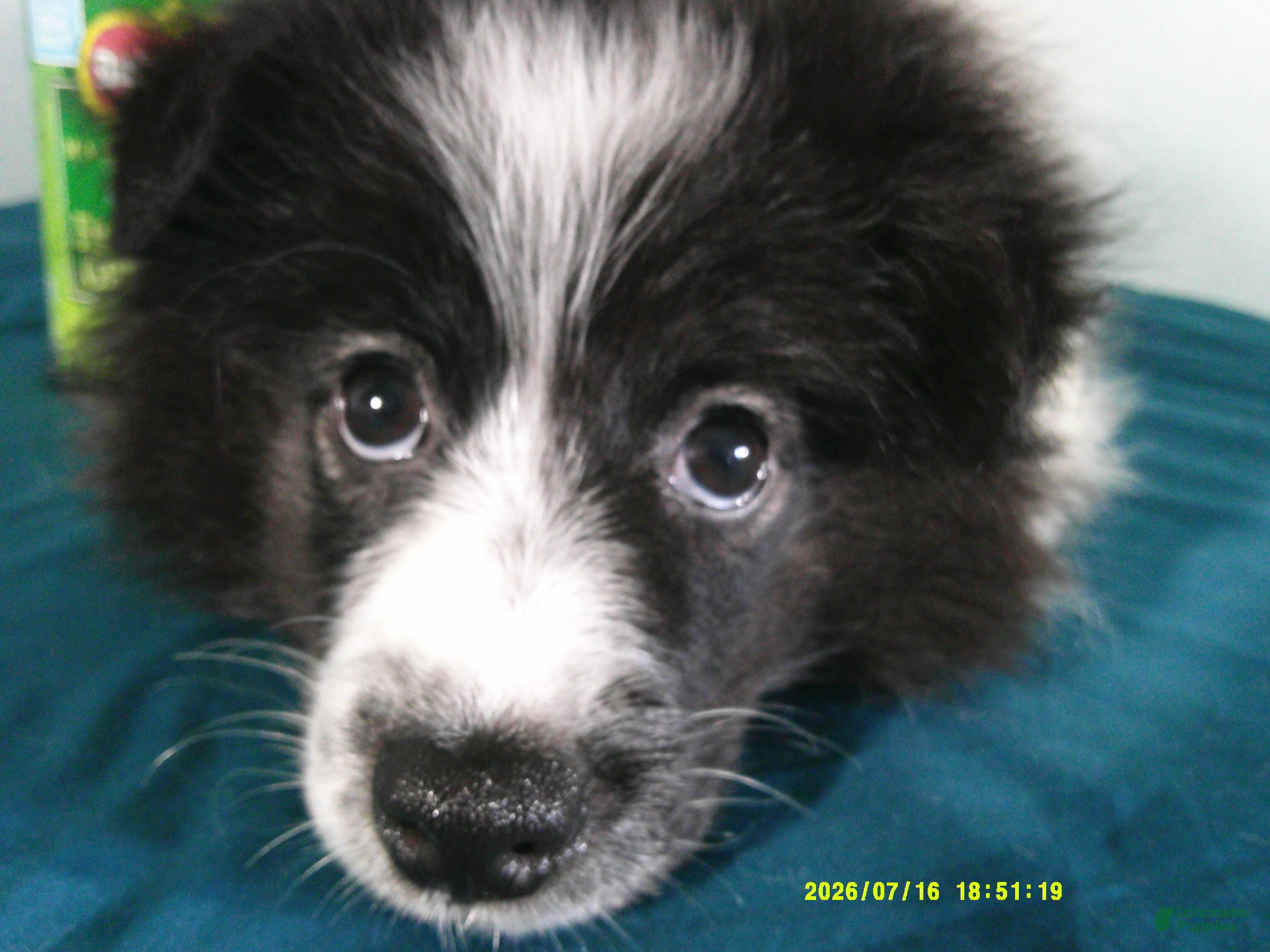 Pomeranian dogs Dylan - Ad 2