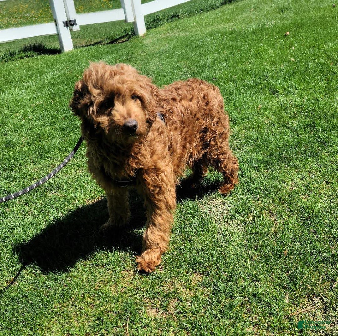 Mini Goldendoodle dogs for sale: Dusty - Ad 7