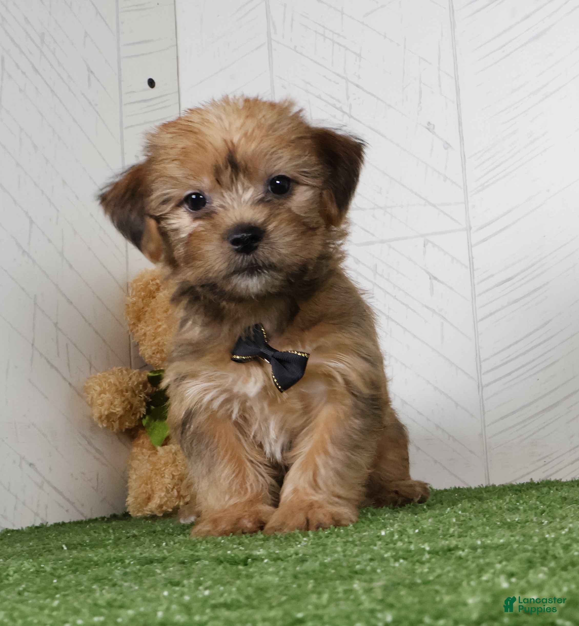 Shorkie dogs Ike - Ad 1