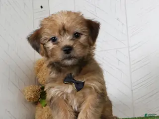 Shorkie dogs Ike - Ad 1