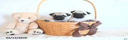 Pug dogs for sale: Buttercup - Ad 3