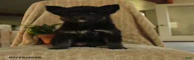 Zuzu
