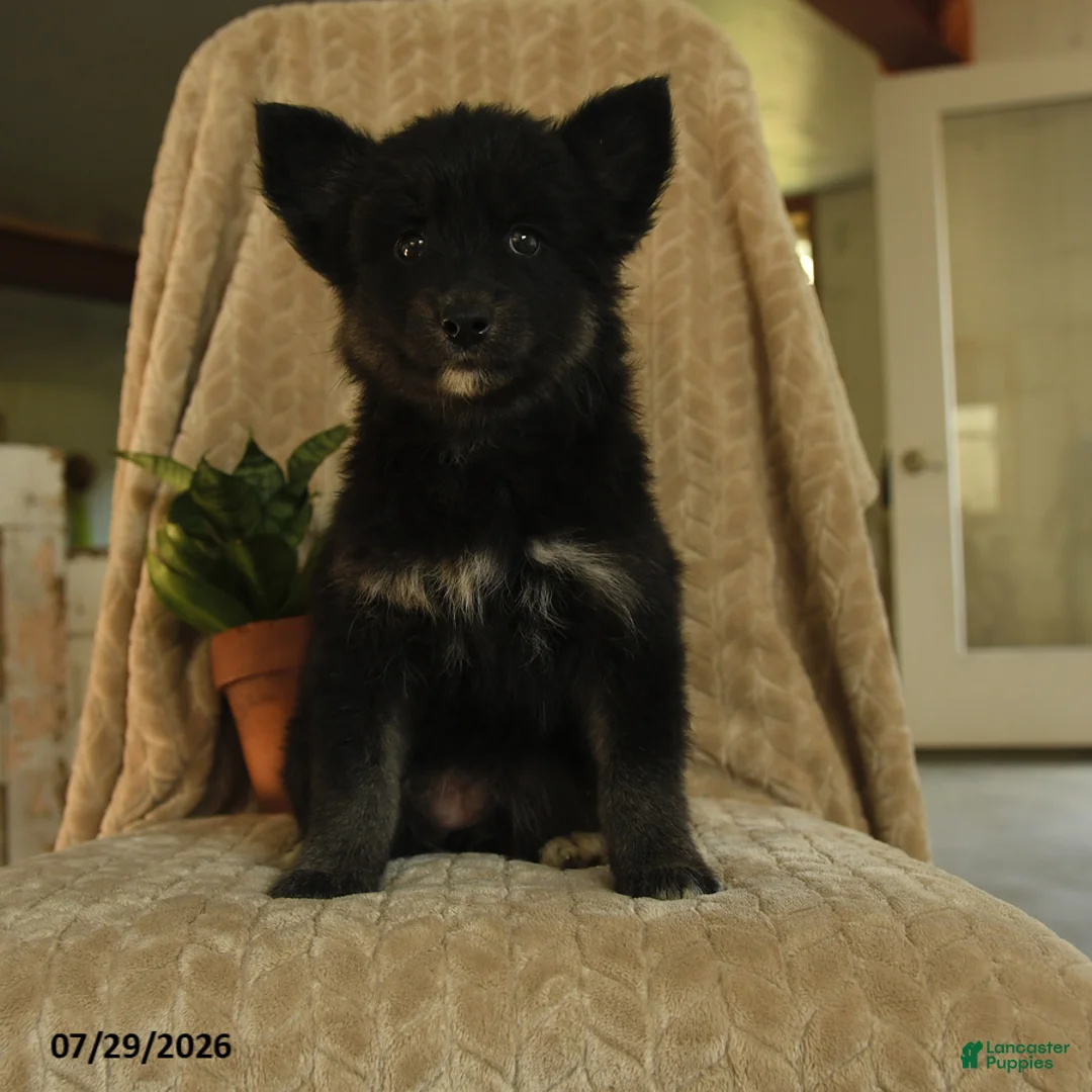 Pomsky dogs for sale: Zuzu - Ad 1