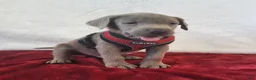 Labrador Retriever dogs for sale: Crazy Donny - Ad 4