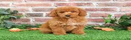 Mini Goldendoodle dogs for sale: Tortellini - Ad 9