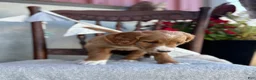 Goldendoodle dogs for sale: Cassia - Ad 12
