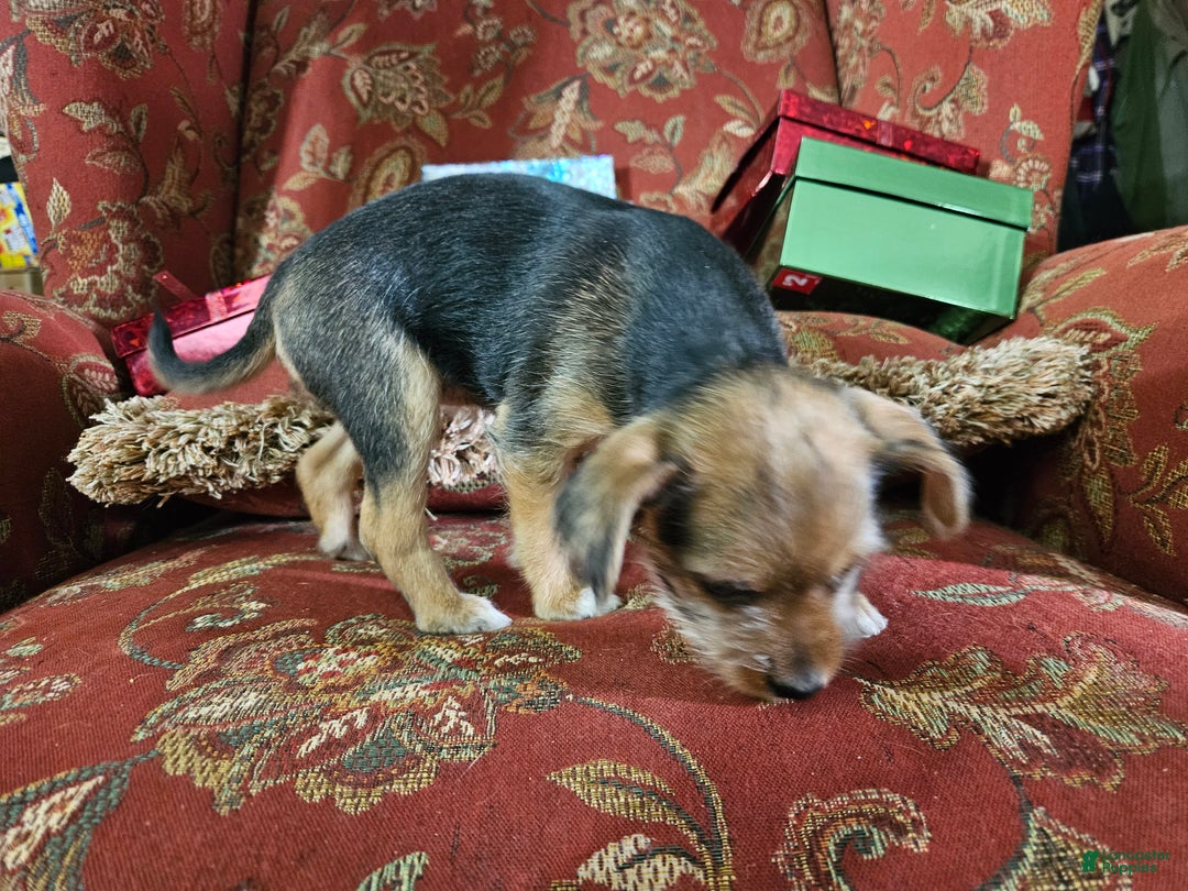 Chorkie dogs for sale: Dove - Ad 4