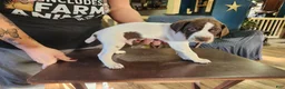 German Shorthaired Pointer dogs for sale: German Shorthaired Pointer 4 - Ad 3