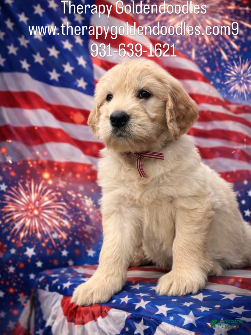 Mixed Breed dogs Mixed Breed Puppy 1 - Ad 1