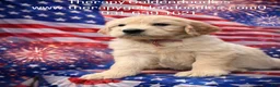 Mixed Breed dogs for sale: Mixed Breed Puppy 1 - Ad 1