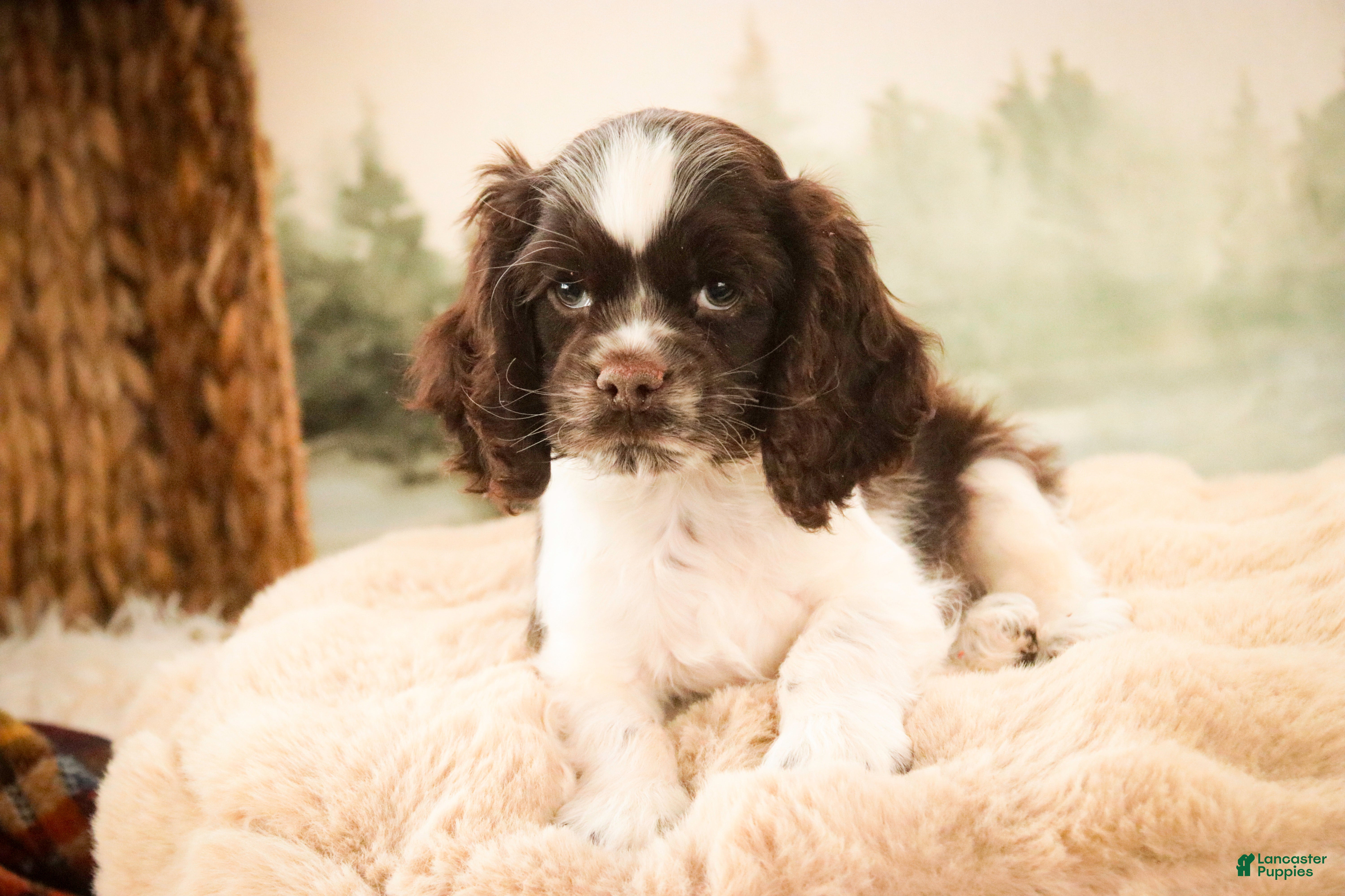 Cocker Spaniel dogs Gilbert - Ad 2