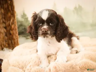 Cocker Spaniel dogs Gilbert - Ad 12