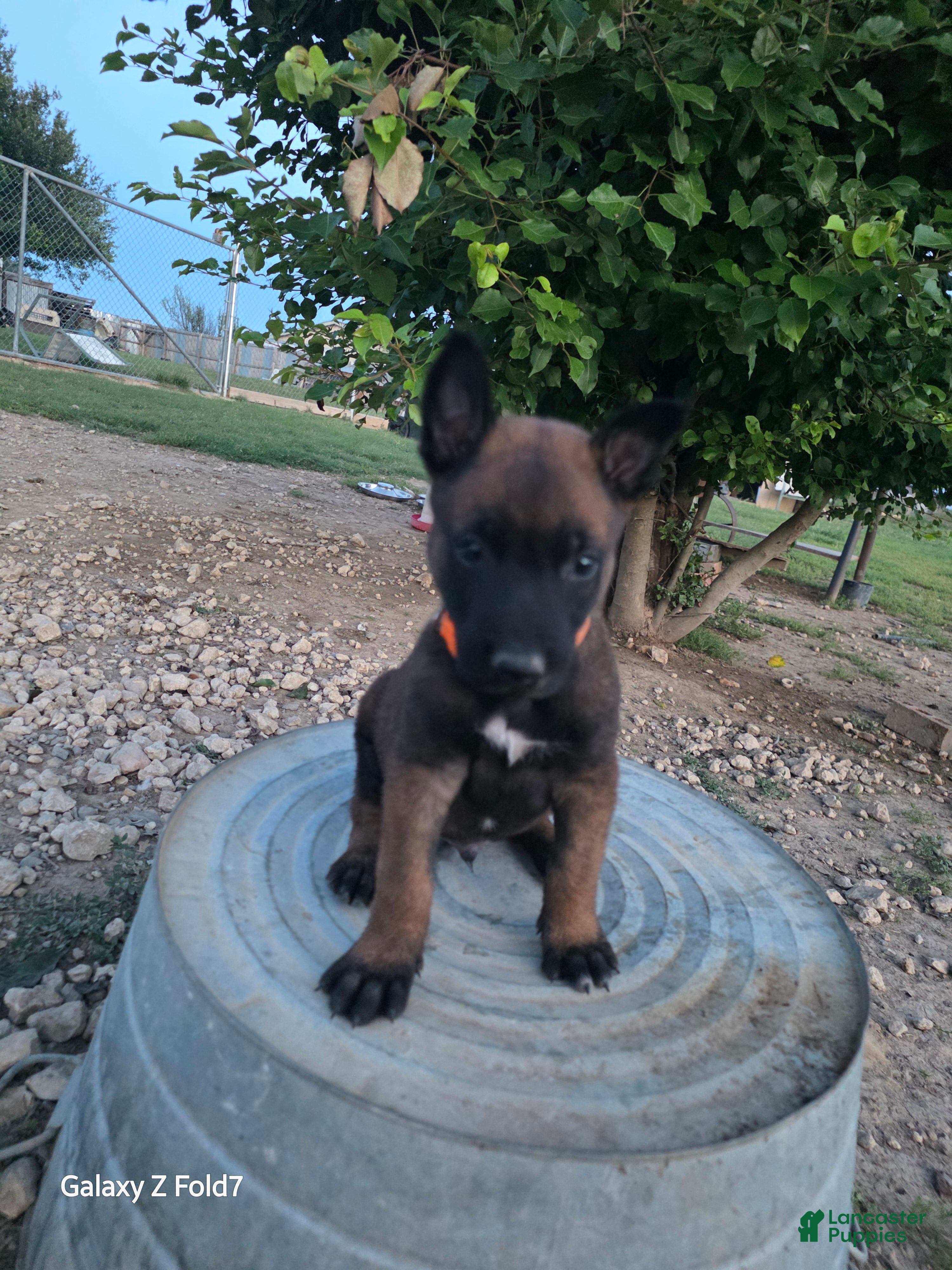 Belgian Malinois dogs Belgian Malinois Puppy 4 - Ad 17