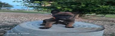 Belgian Malinois Puppy 4